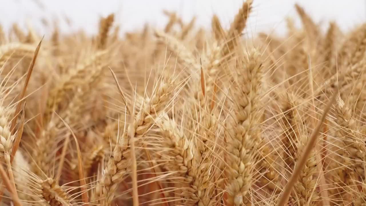 成熟的小麦穗视频素材