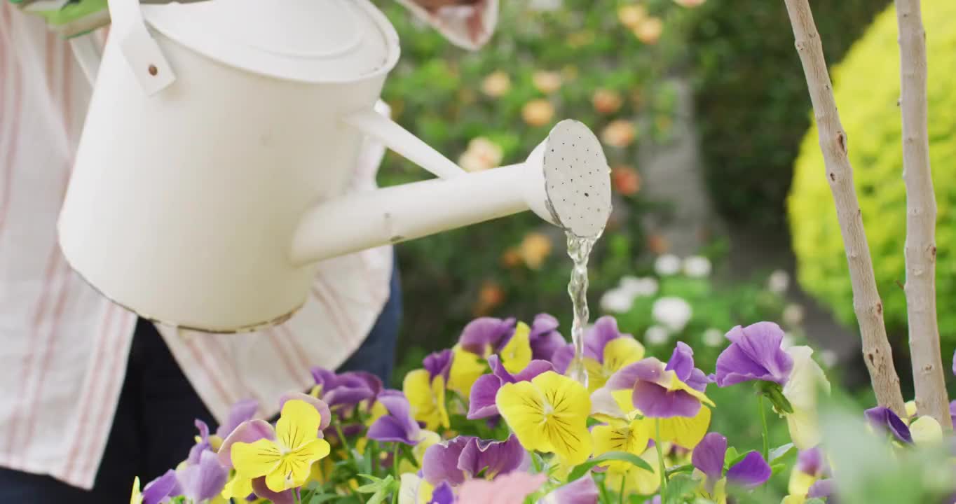 中部的高级非洲裔美国妇女穿着浇水植物在花园里视频素材