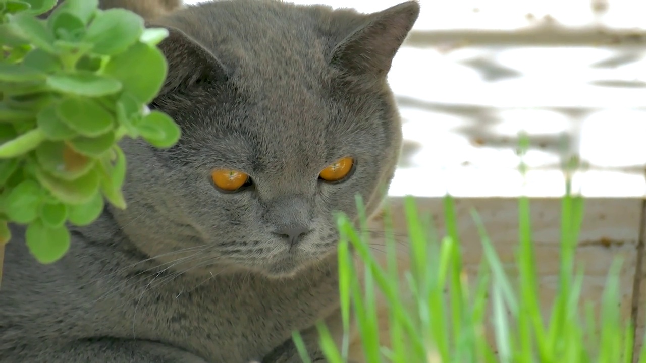 乘凉的小猫视频素材