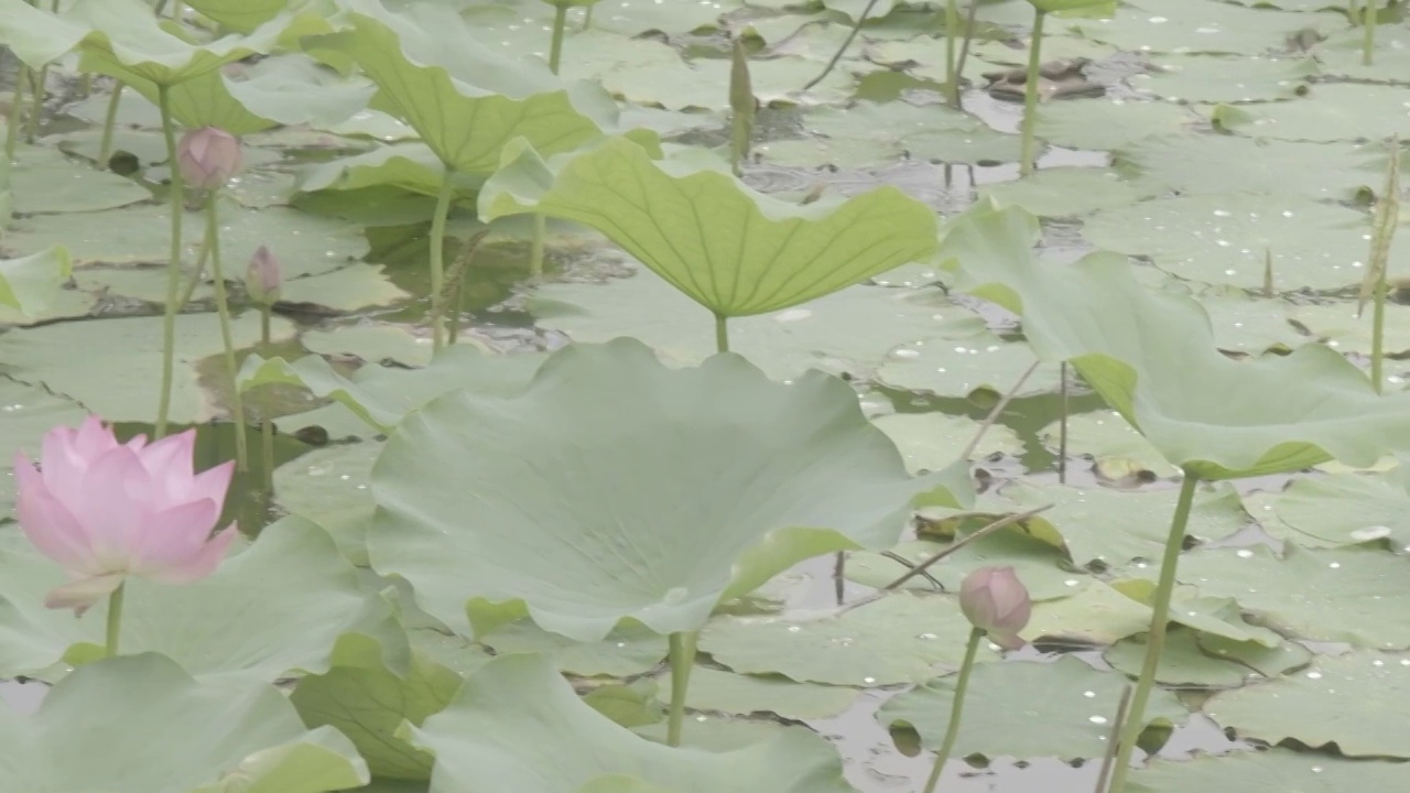 夏日荷花盛开视频素材