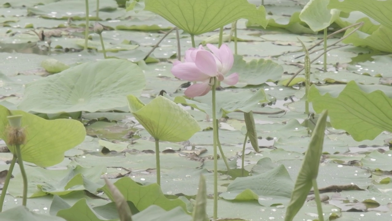 夏日荷花盛开视频素材