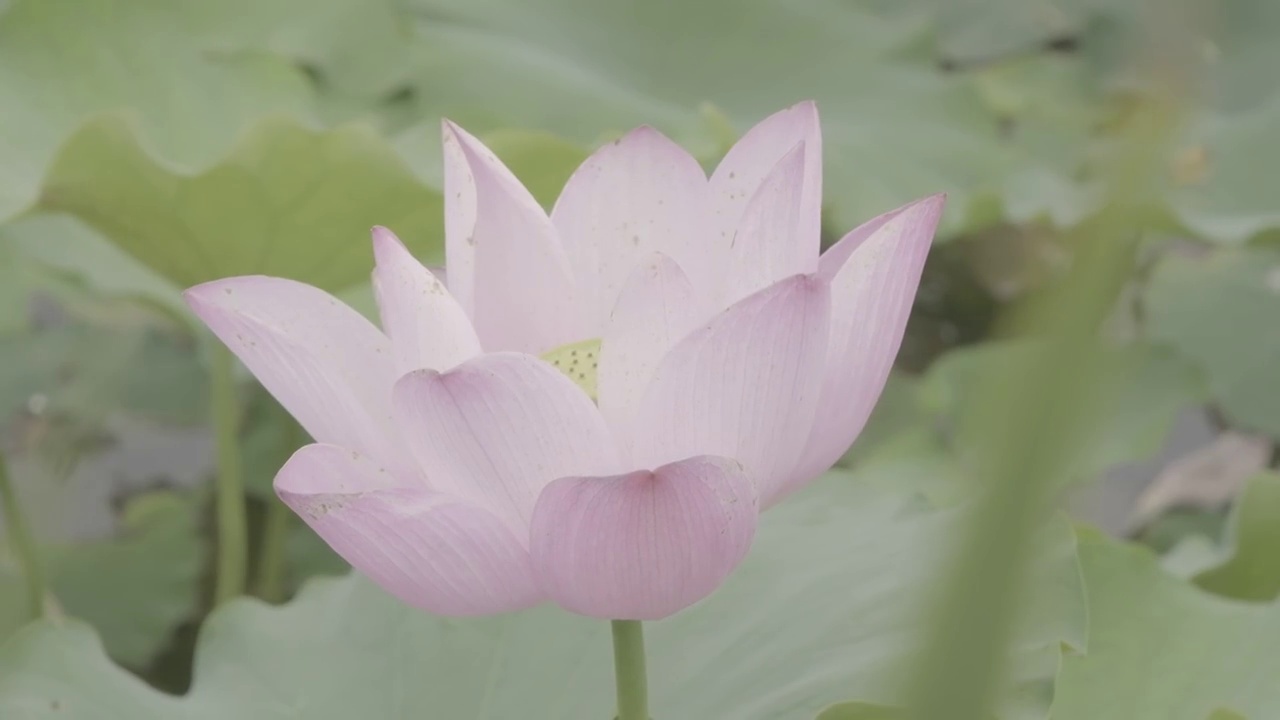 映日荷花别样红视频素材