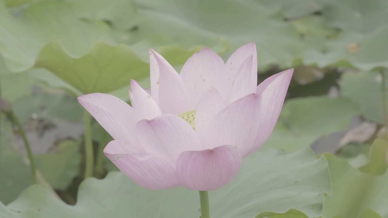 映日荷花别样红视频素材