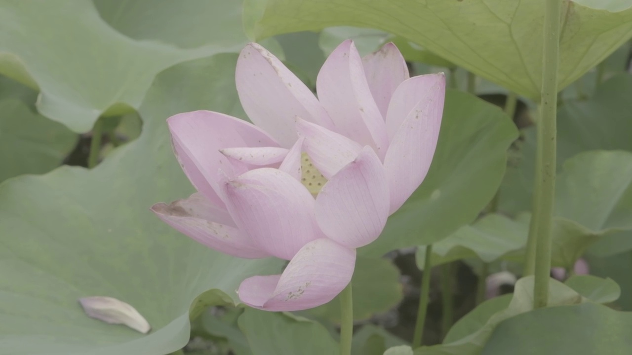 映日荷花别样红视频素材