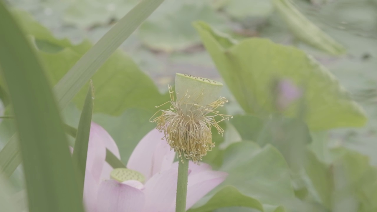 莲蓬头视频素材