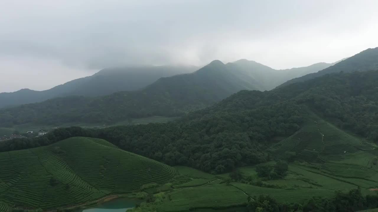 雨中茶园场景视频素材