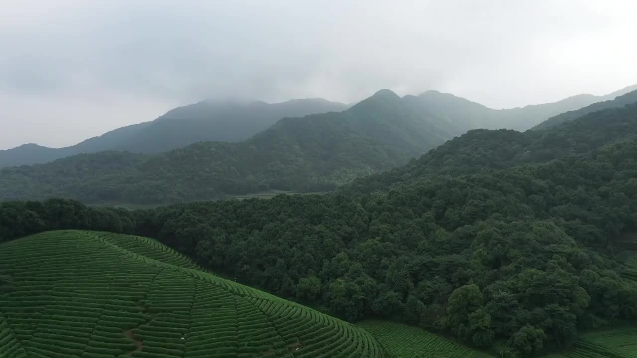 雨中茶园场景视频素材