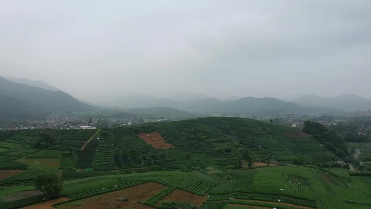 雨中茶园场景视频素材