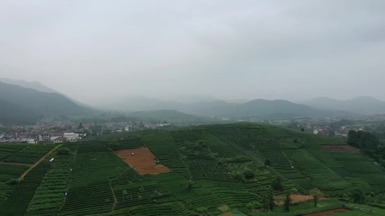 雨中茶园场景视频素材