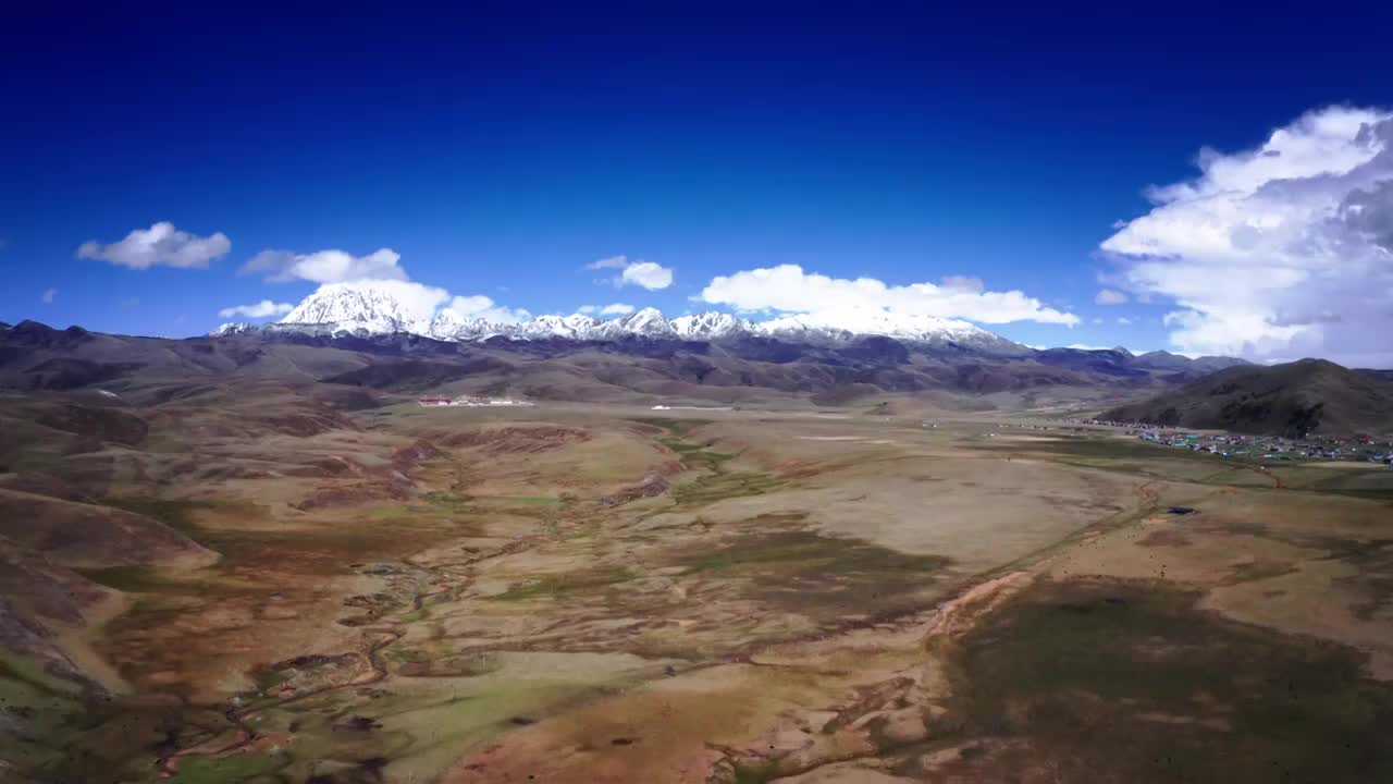 高原牧场上的牦牛与雪山视频素材