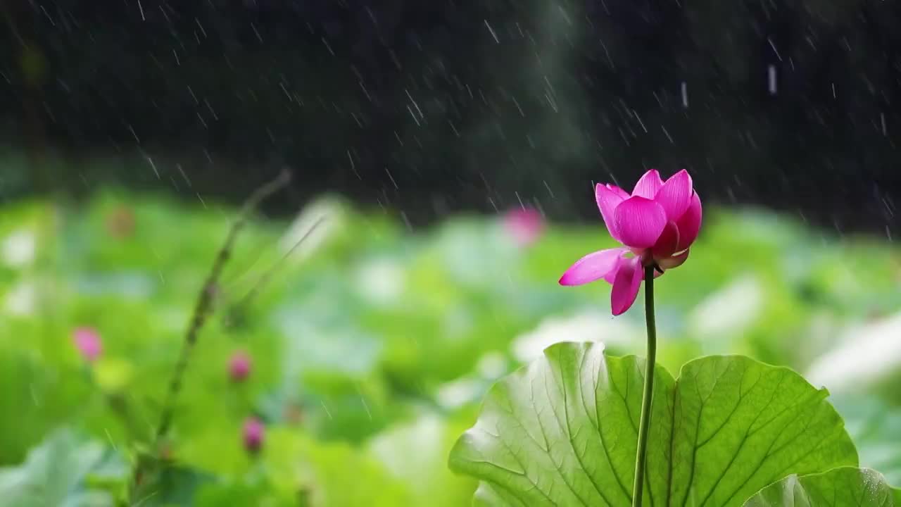 雨中荷花视频素材