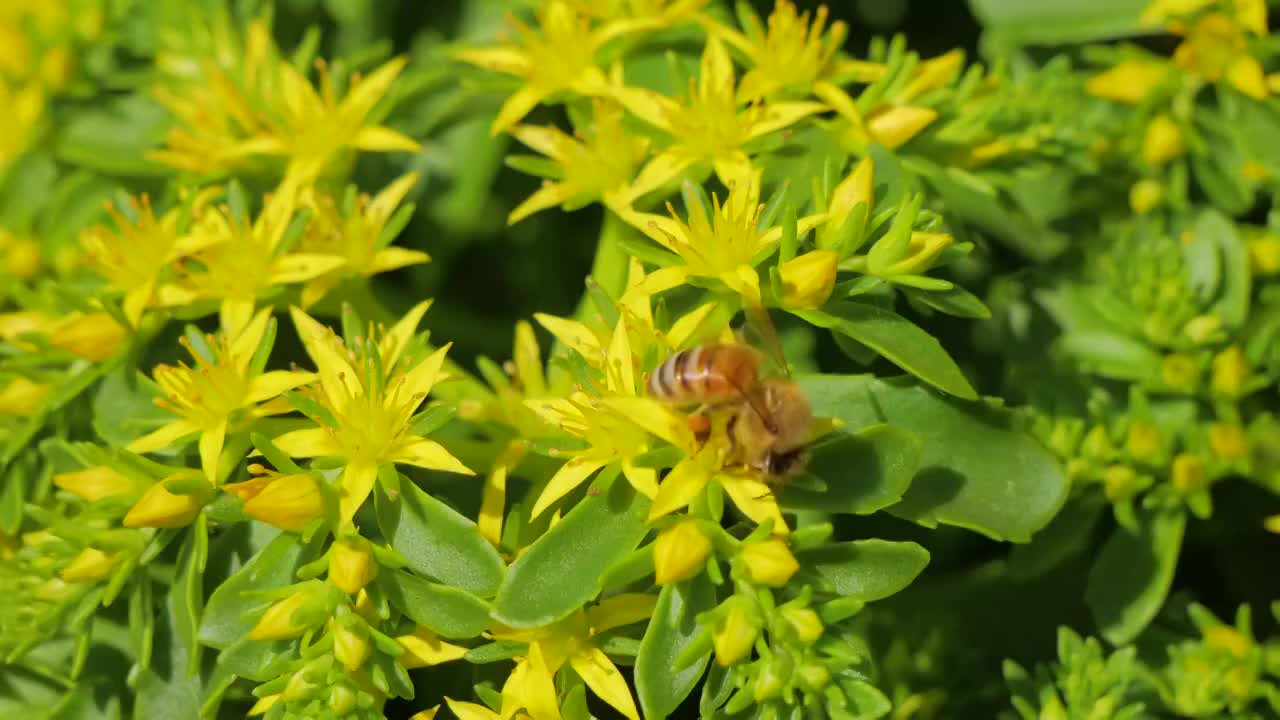 蜜蜂，采蜜，勤劳，黄花，昆虫视频素材