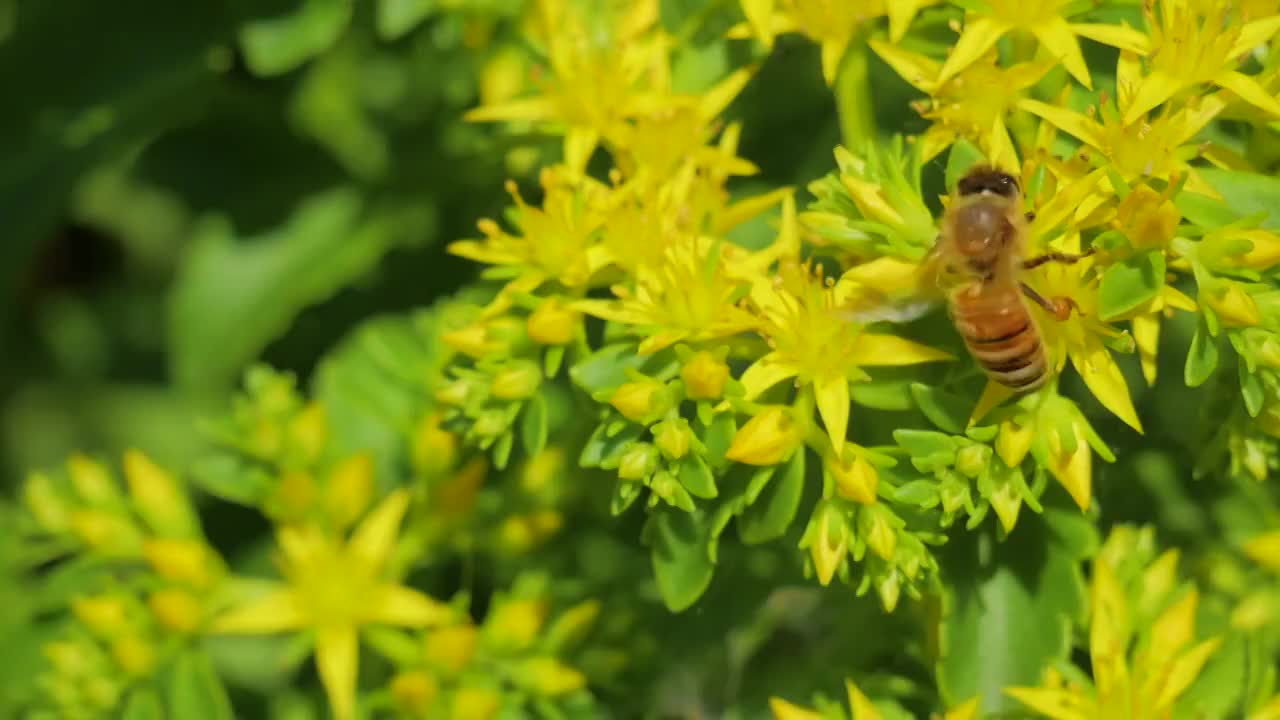 蜜蜂，采蜜，勤劳，黄花，昆虫视频素材