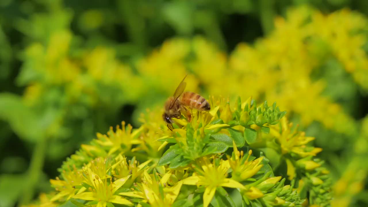 蜜蜂，采蜜，勤劳，黄花，昆虫视频素材