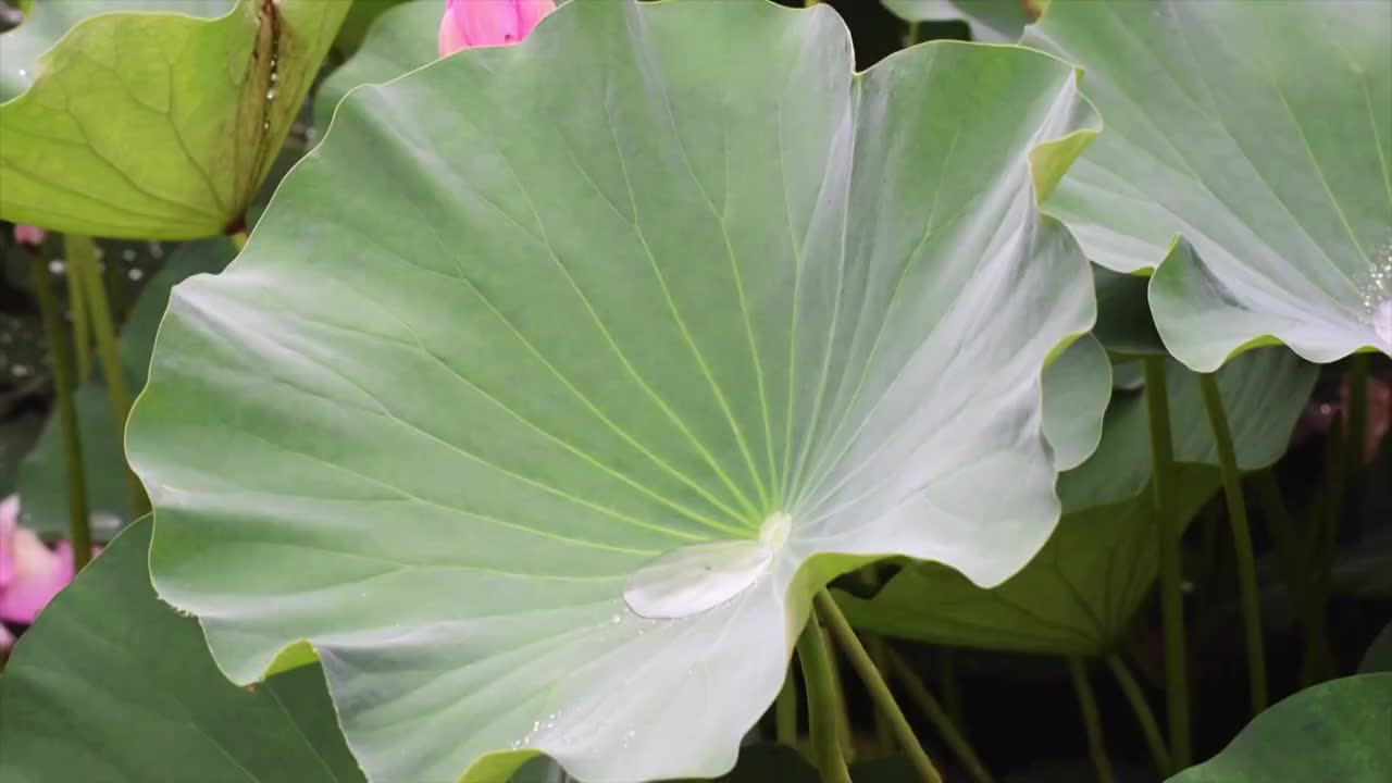 雨天荷花池视频素材