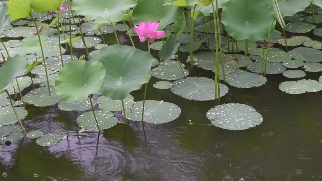 雨天荷花池视频素材