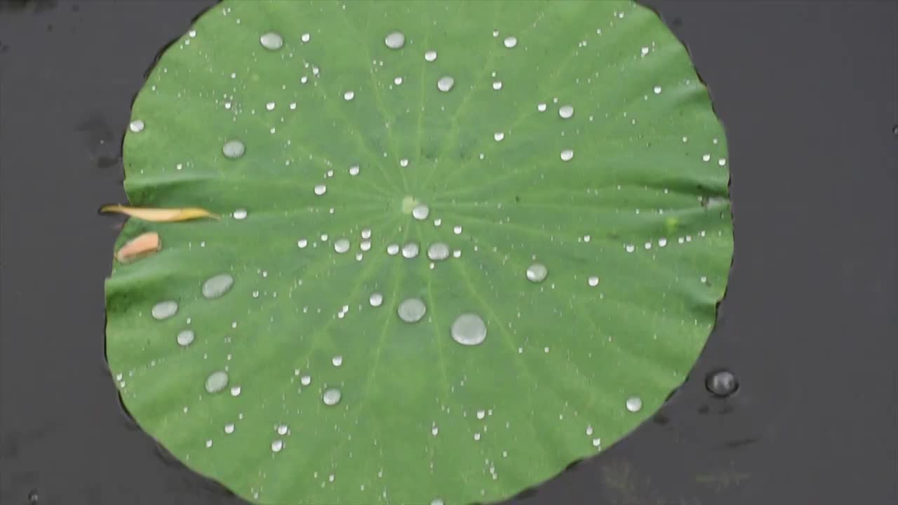 雨中的一片荷叶视频素材