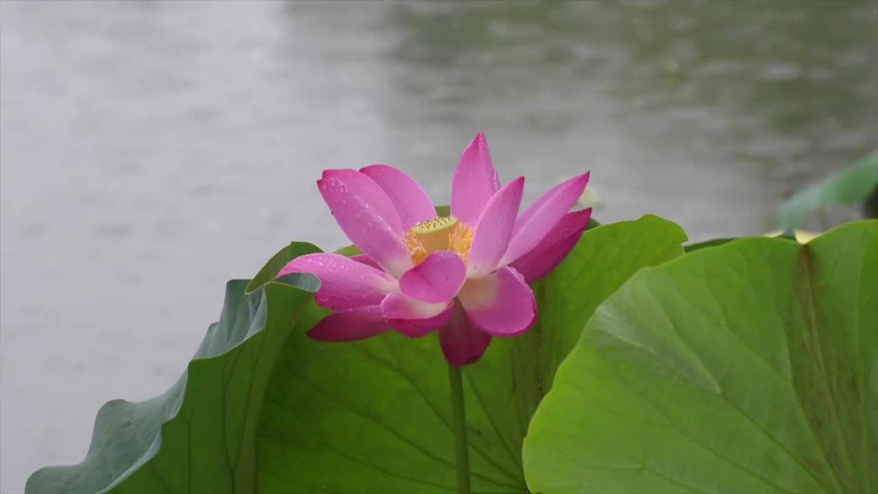 雨天盛开的一朵荷花视频素材