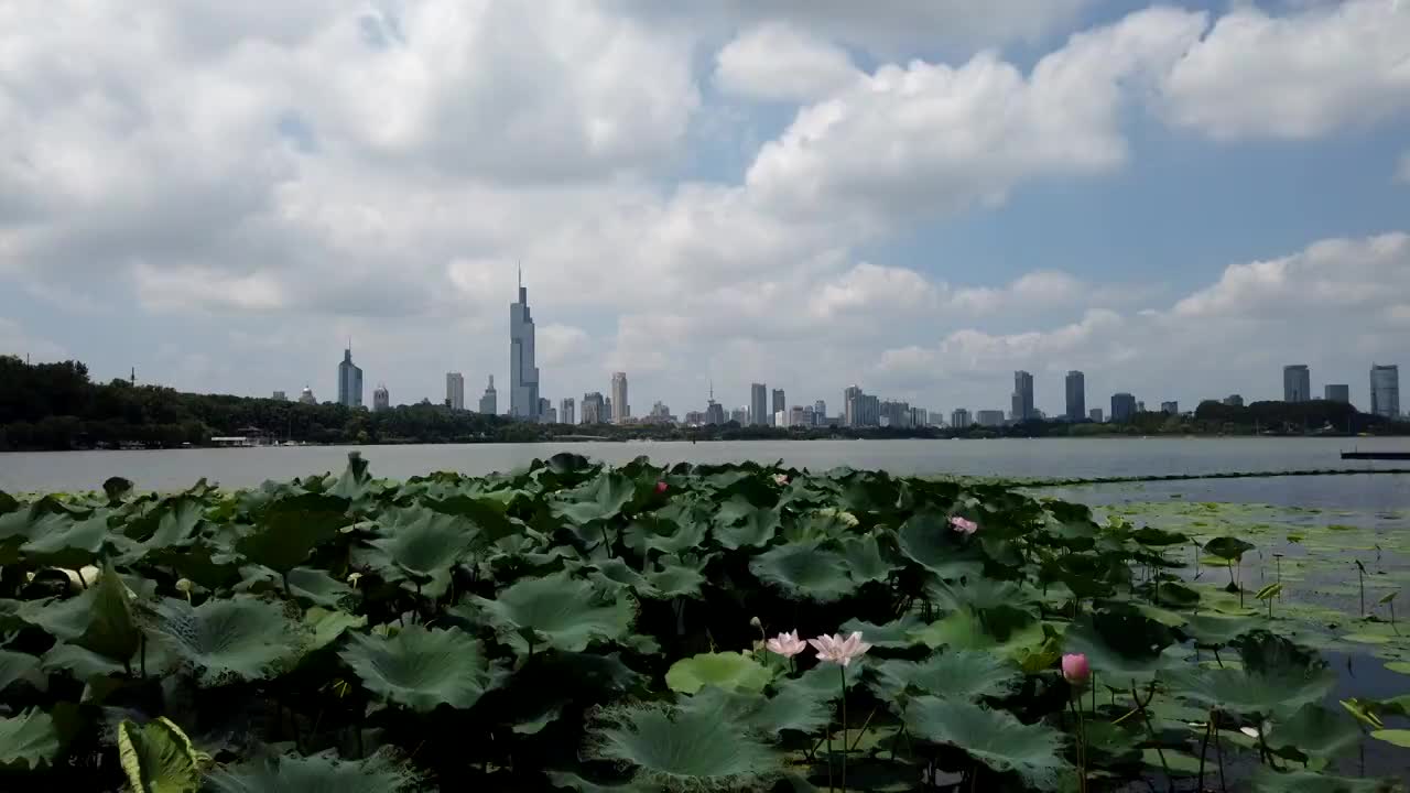 风起云涌多云天气下的南京玄武湖公园的荷花与南京城市风光视频素材