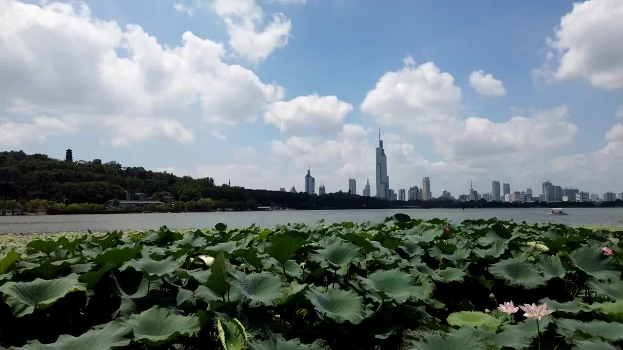 风起云涌多云天气下的南京玄武湖公园的荷花与南京城市风光视频素材