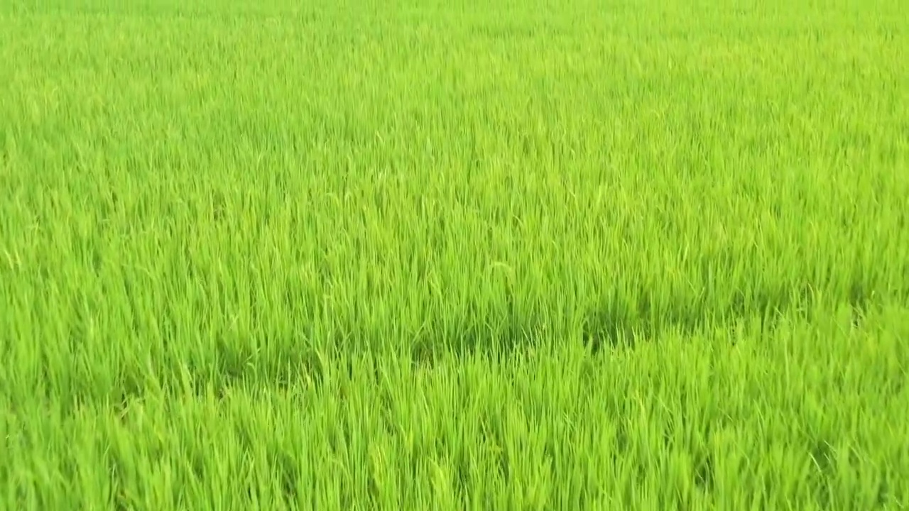 夏天阳光下稻田里绿油油的禾苗视频素材