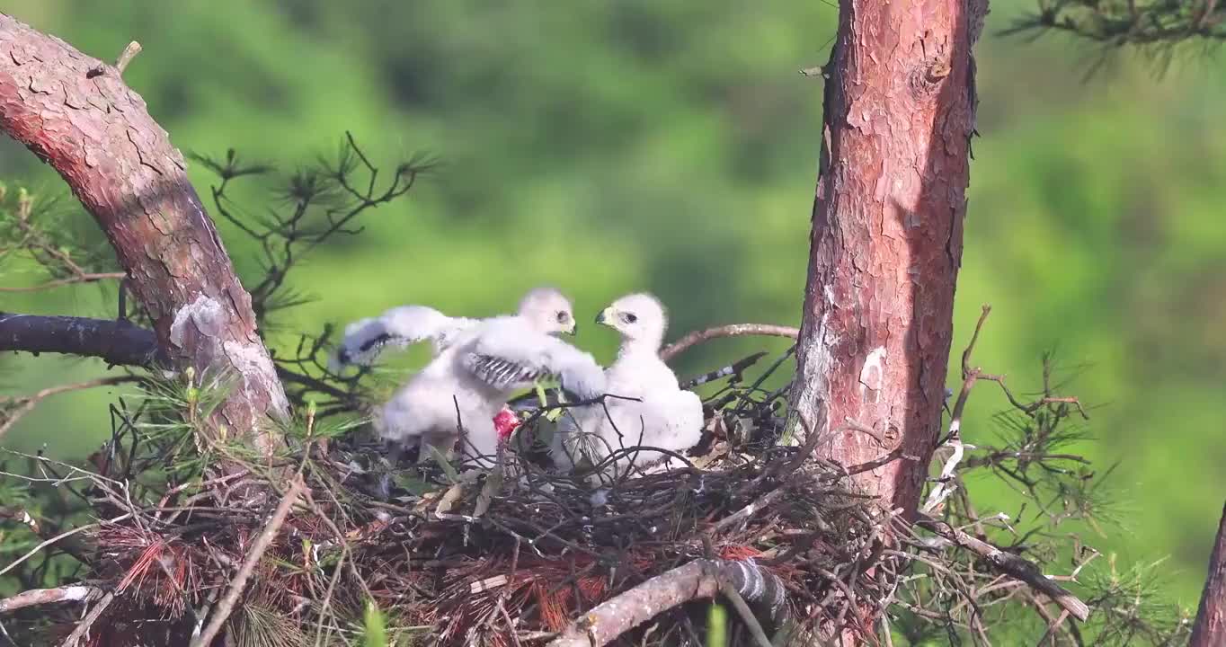 白腹隼雕哺育小鸟视频素材