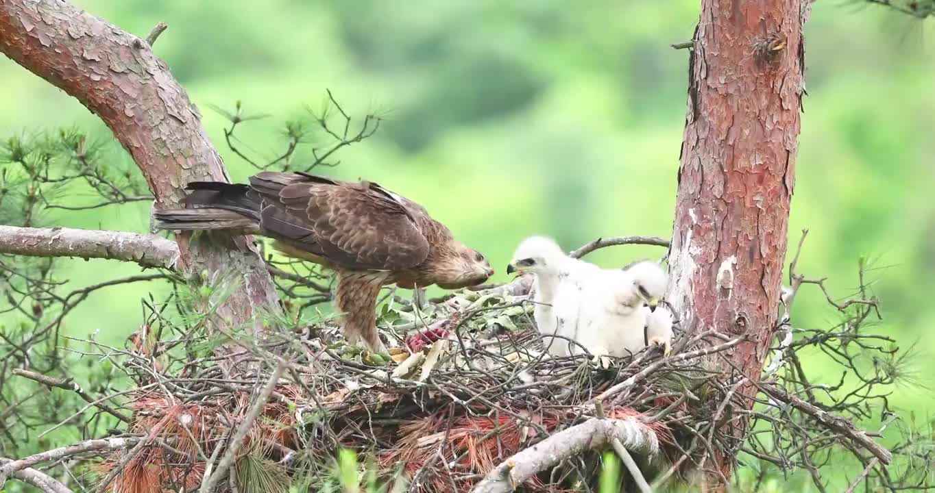 白腹隼雕哺育小鸟视频素材