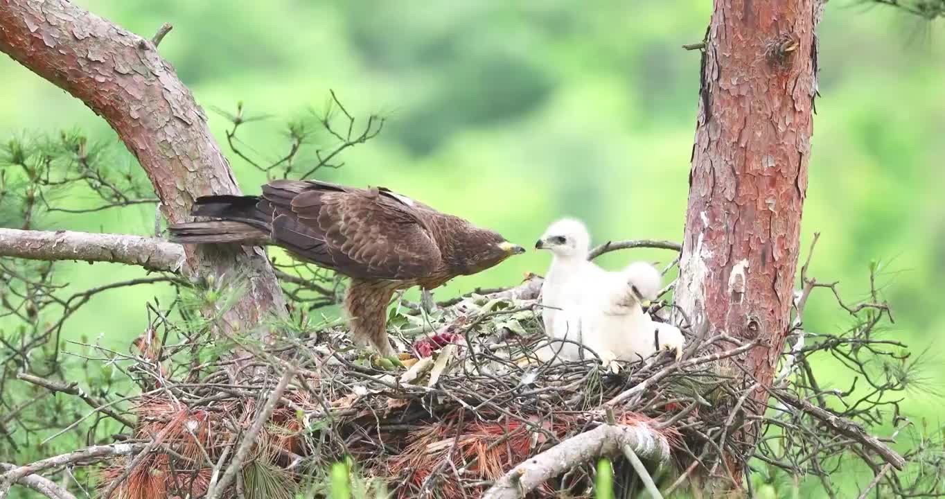 白腹隼雕哺育小鸟视频素材