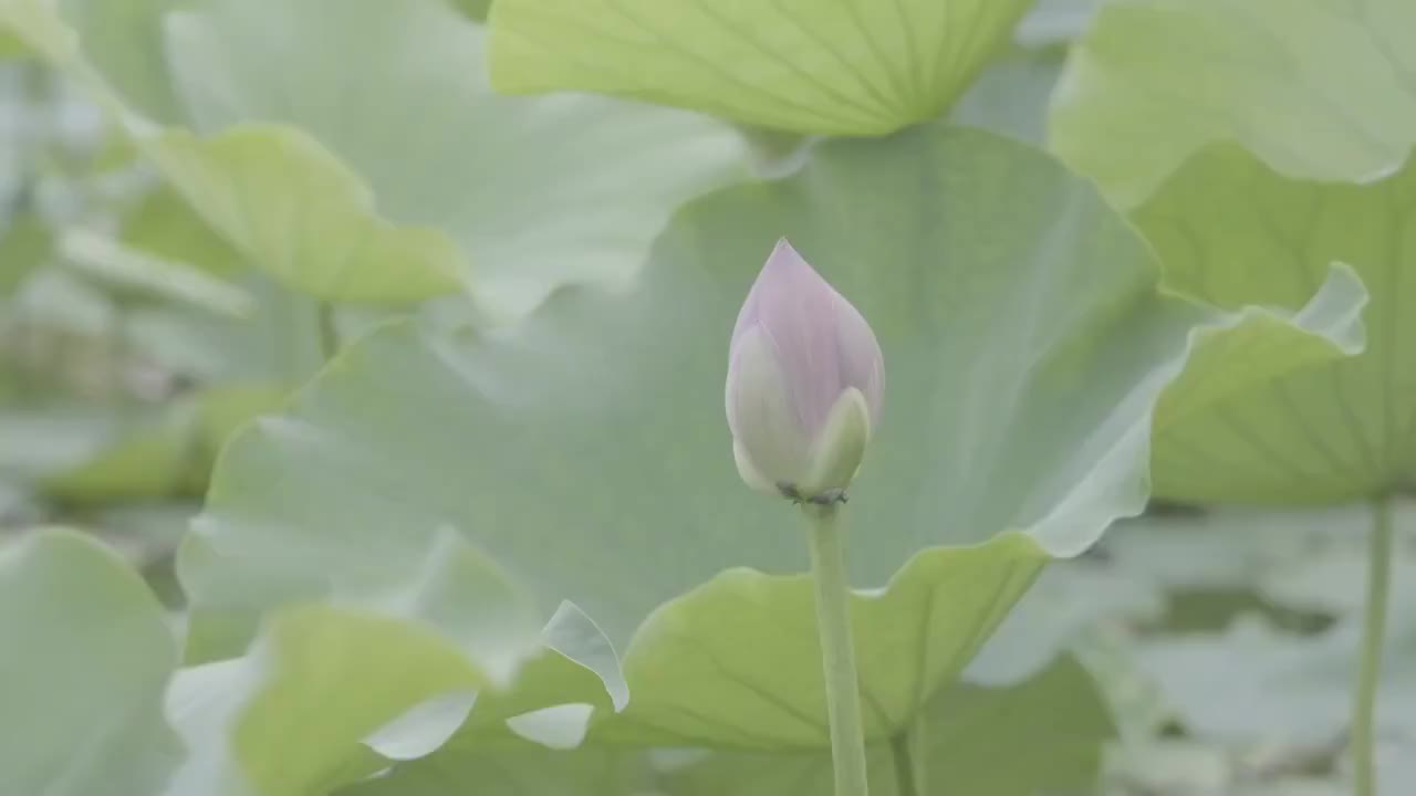 荷花与荷叶视频素材