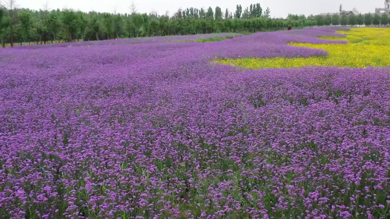 山东高密红高粱小镇马鞭草花海视频素材