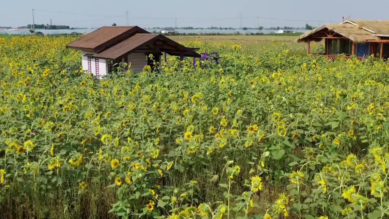 山东潍坊花乡漫步庄园向日葵花海视频素材