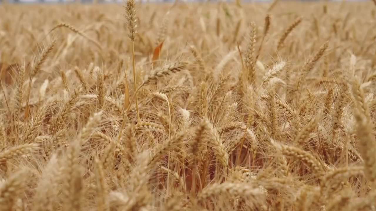 成熟的麦子视频素材