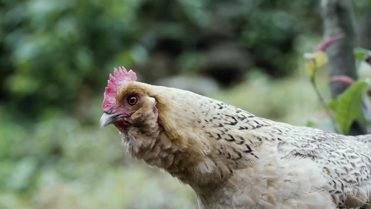 鸡视频素材