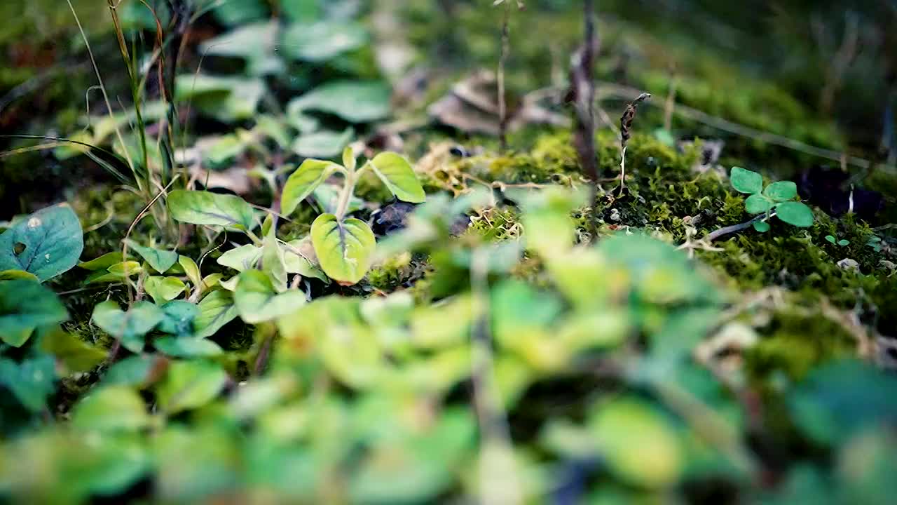 青苔落叶视频素材