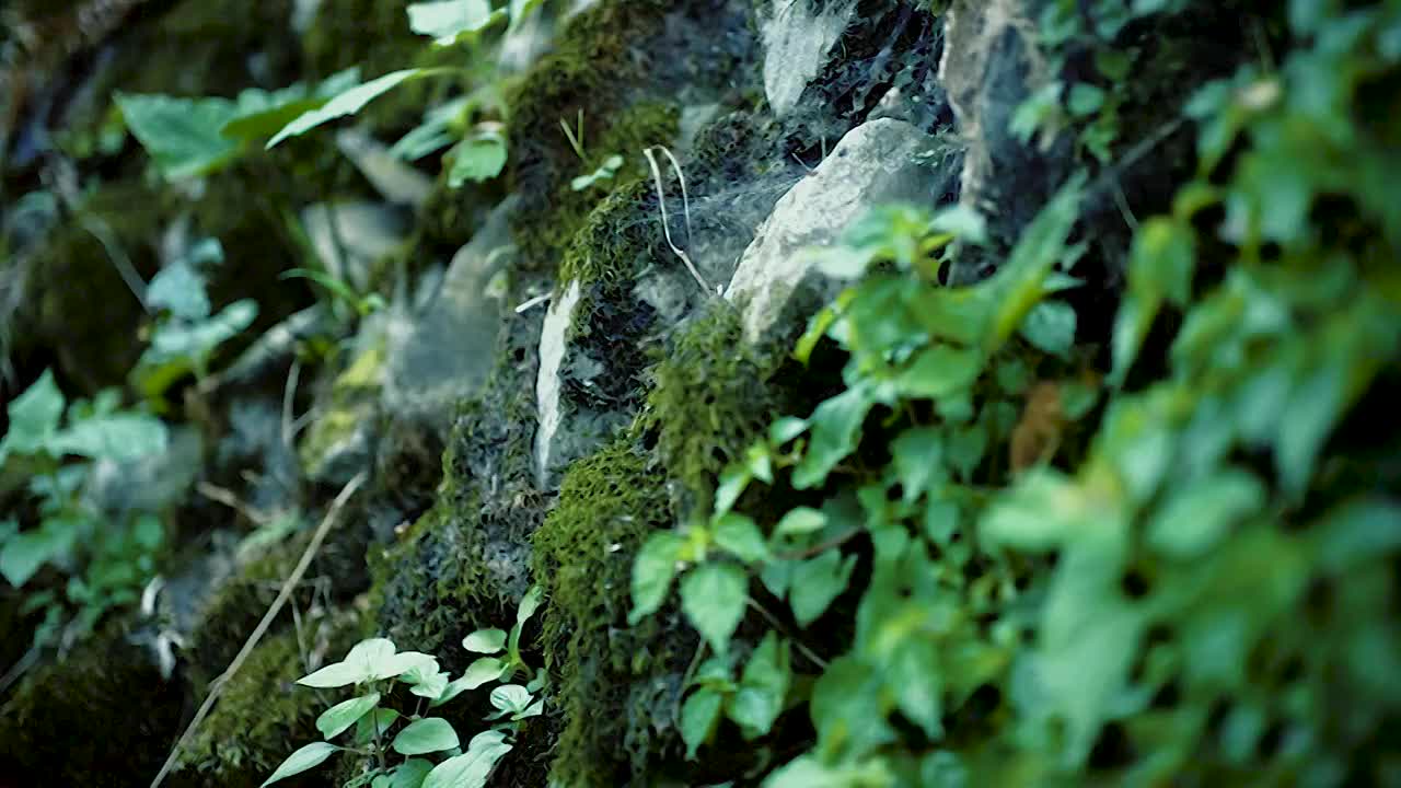 石头青苔视频素材