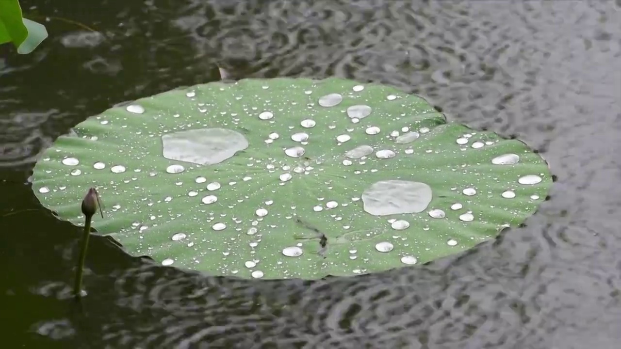 雨滴打在荷叶上视频素材