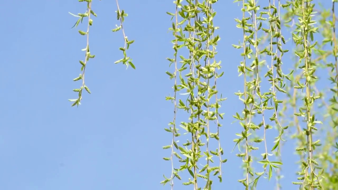 春天发芽的柳树视频素材