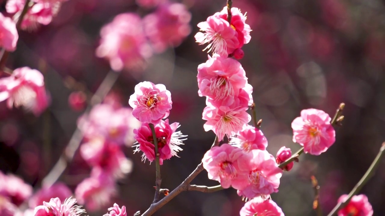 春天盛开的梅花视频素材