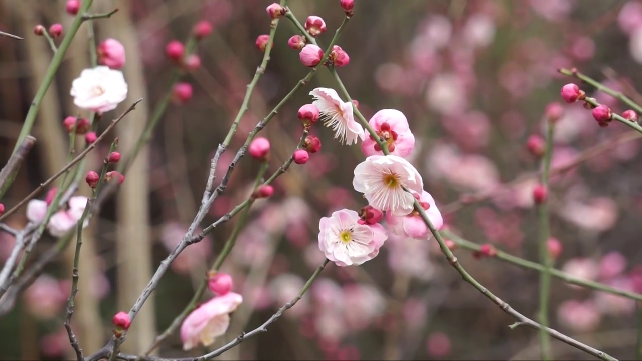 春天盛开的梅花视频素材