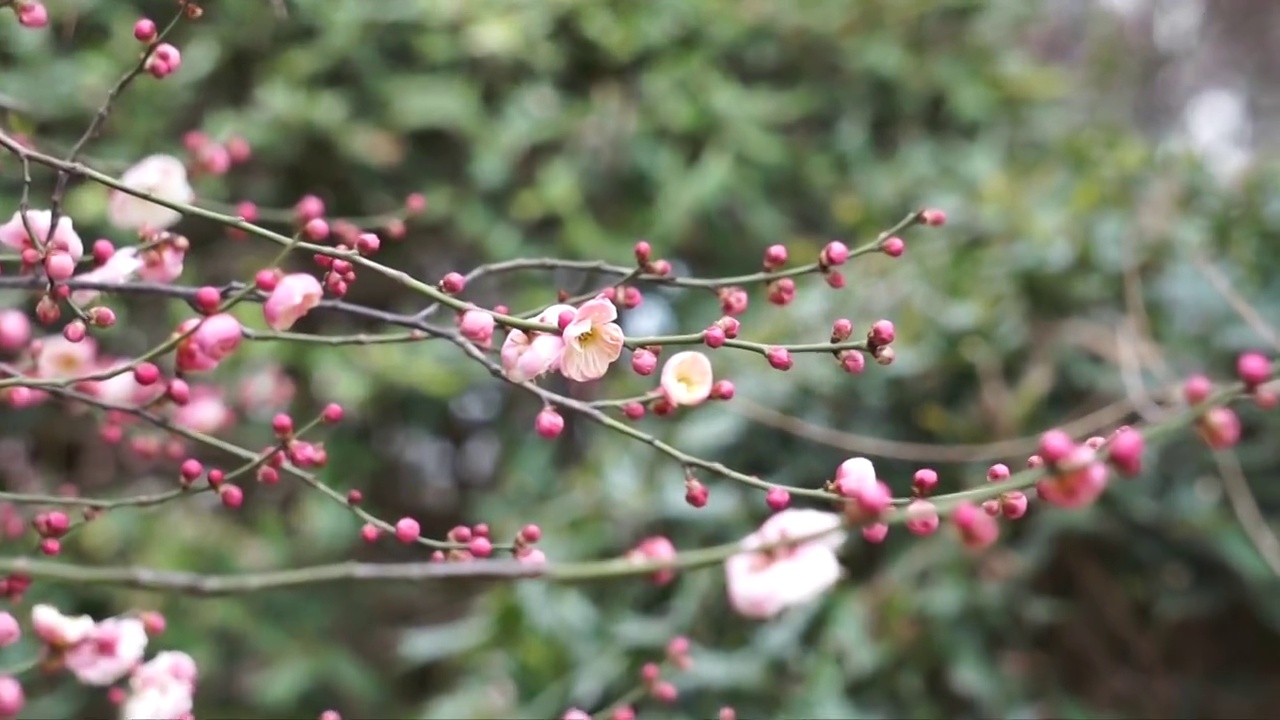 春天盛开的梅花视频素材