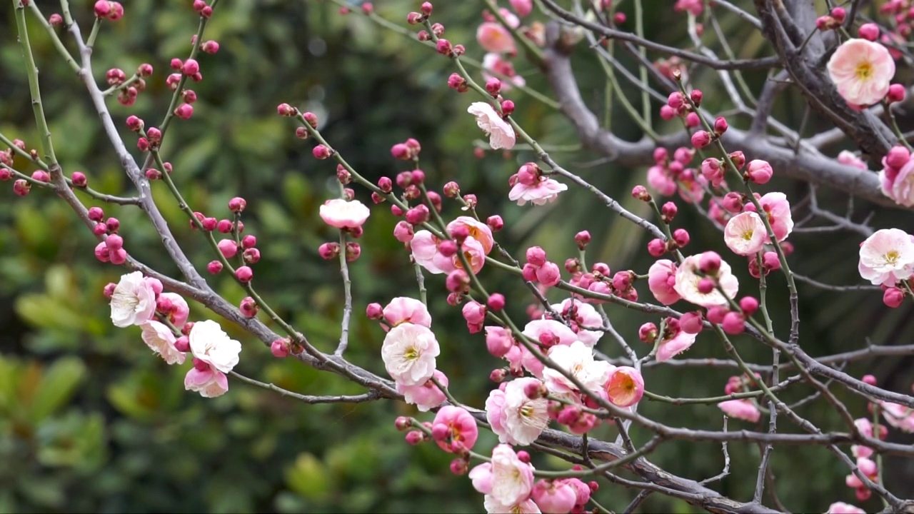 春天盛开的梅花视频素材