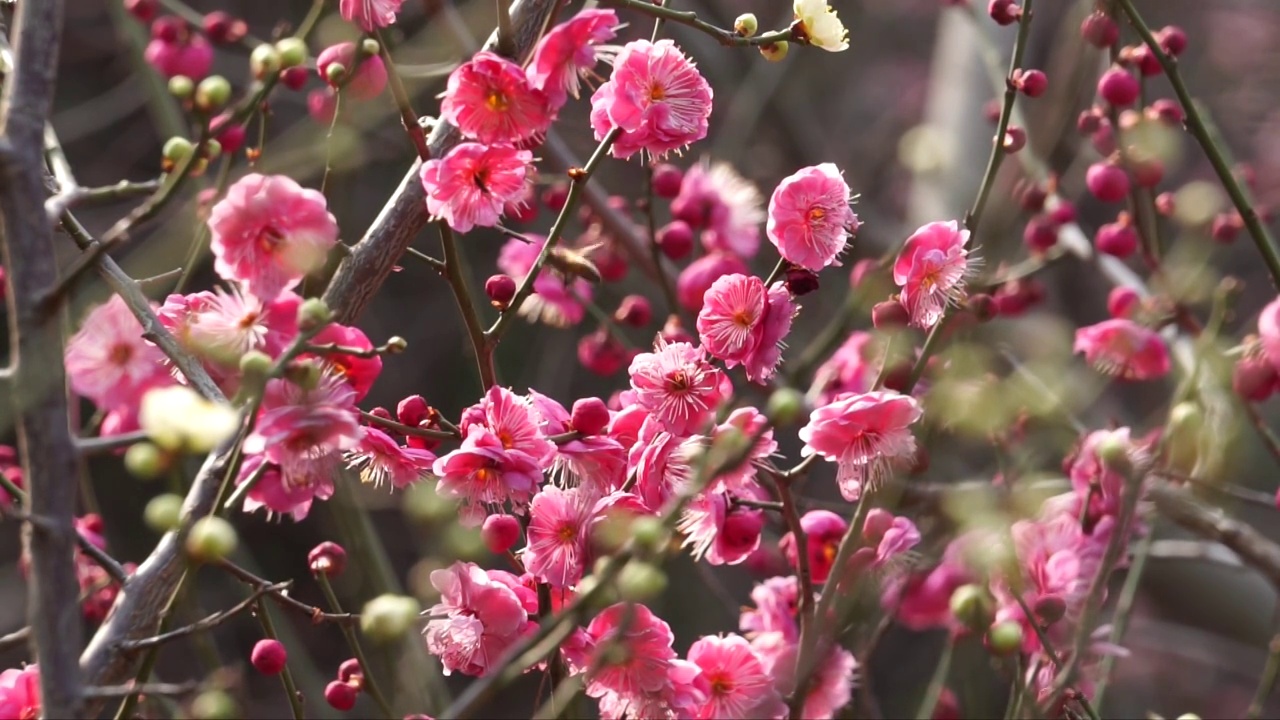 春天盛开的梅花视频素材