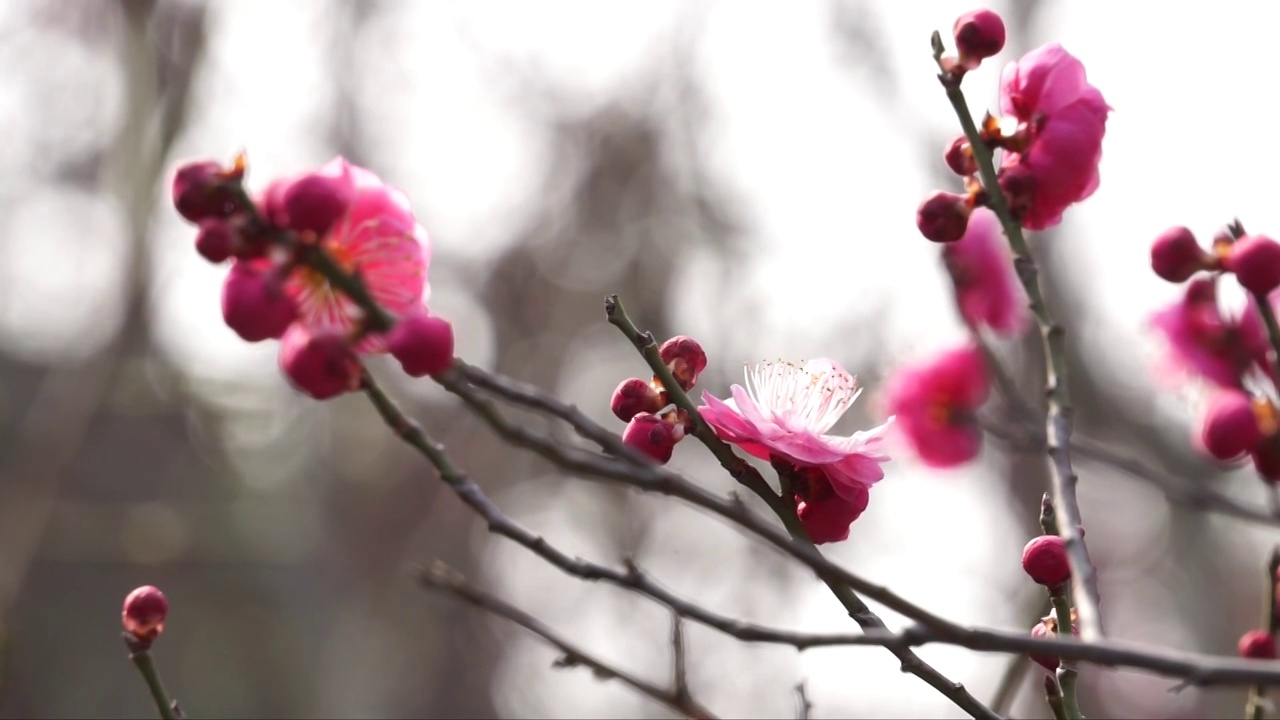 春天盛开的梅花视频素材