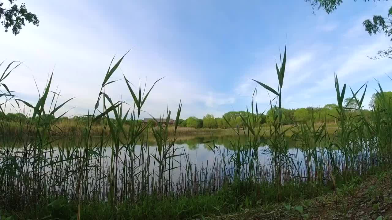 奥森公园湿地芦苇丛蓝天白云视频素材