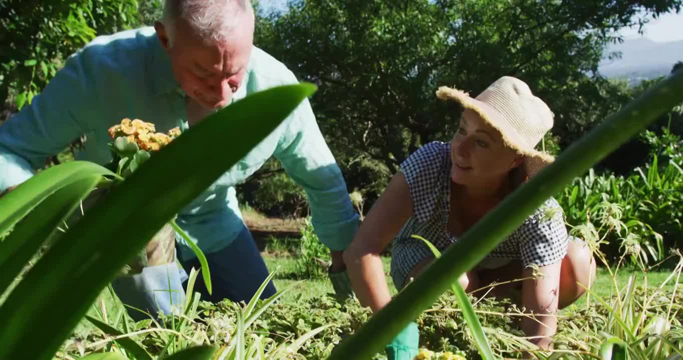 一对白种老年夫妇在他们的花园中种植阳光视频素材