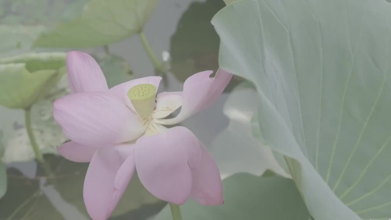 荷花与荷叶视频素材