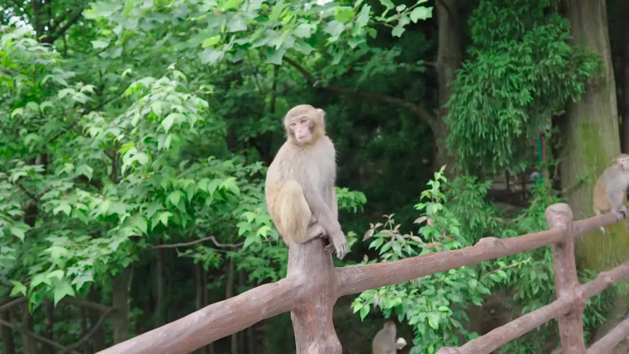 张家界猴子慢动作视频素材