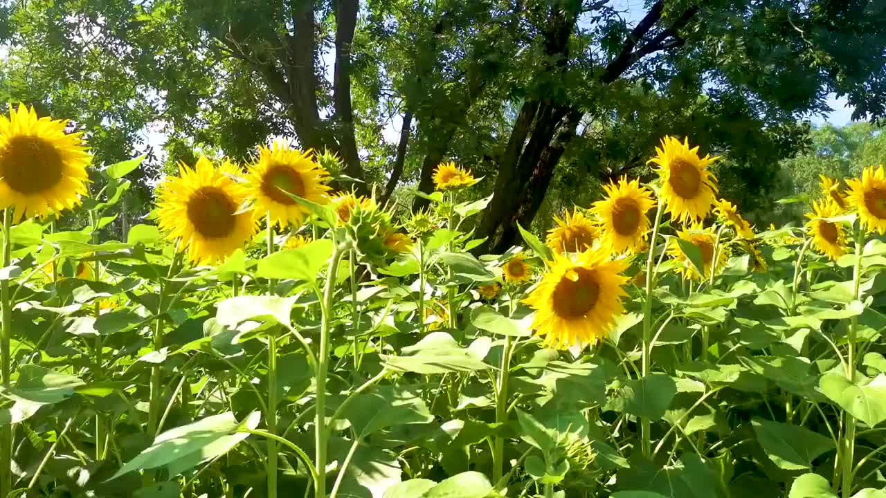 向日葵盛开的夏天视频下载