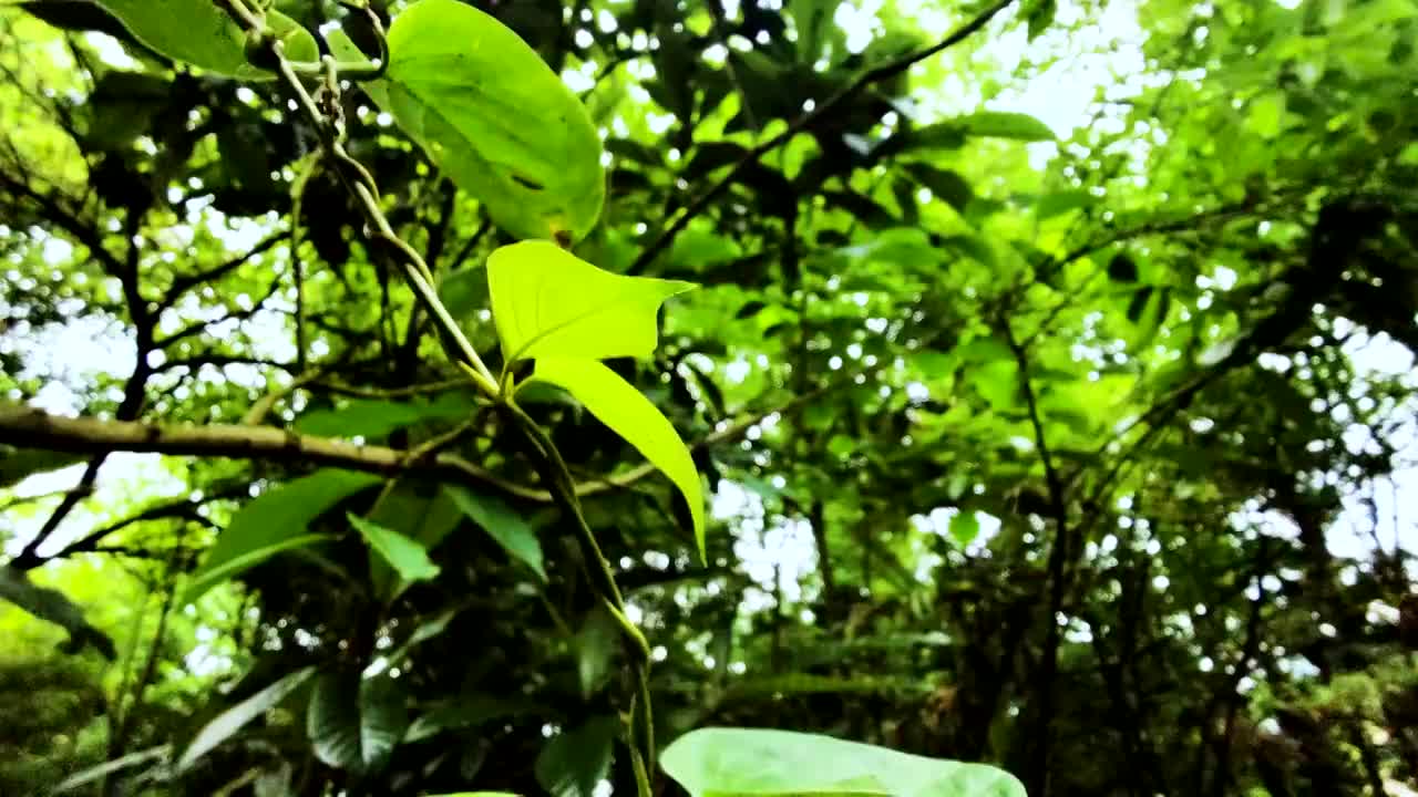 野生植物视频素材