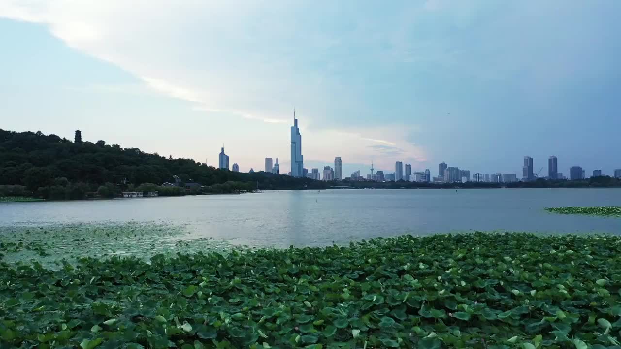 夏季南京玄武湖公园盛开的枝繁叶茂的荷花，荷叶视频素材